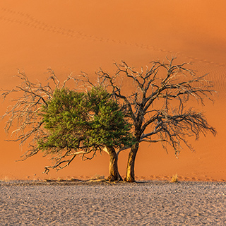 Namib - Dune 45